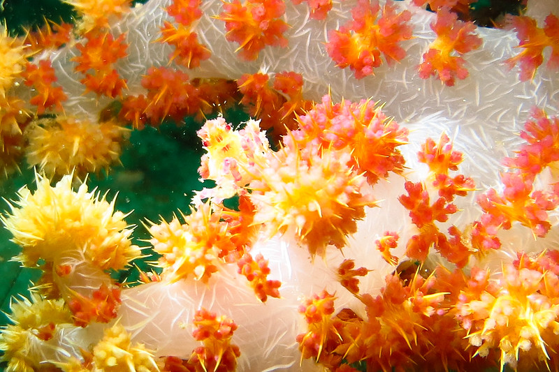 マラパスクワ島 - ダイビング / Malapascua Island - Diving