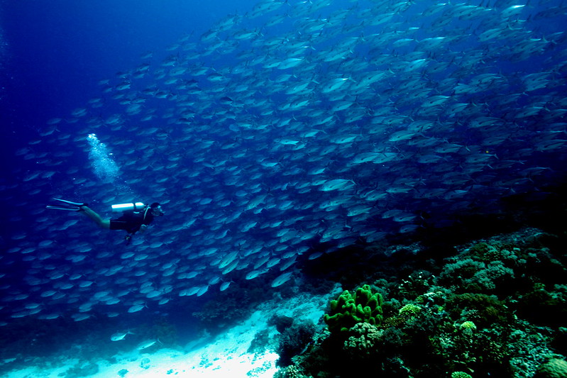 トゥバタハ岩礁自然公園（Tubbataha Reefs Natural Park）